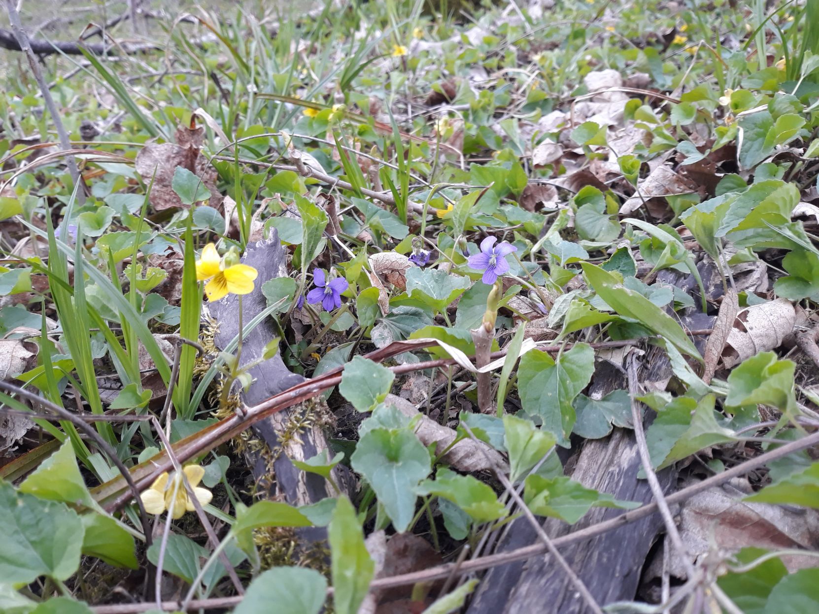 Violets